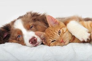 Animals & Pet Supplies